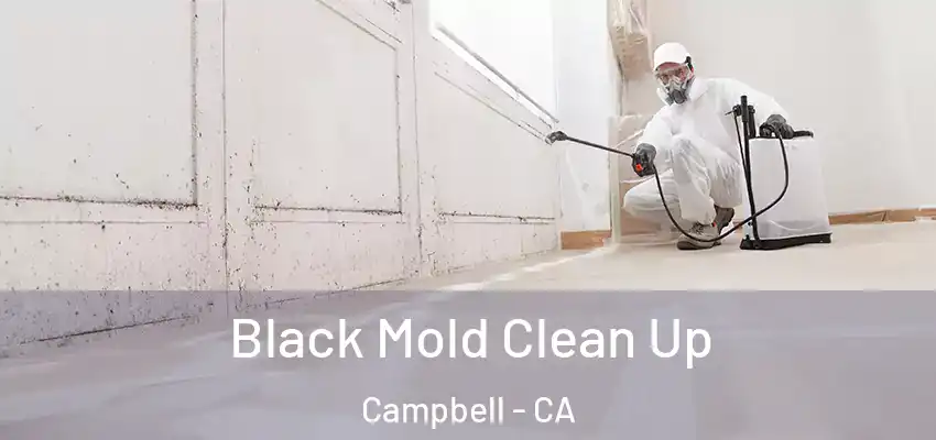  Black Mold Clean Up Campbell - CA