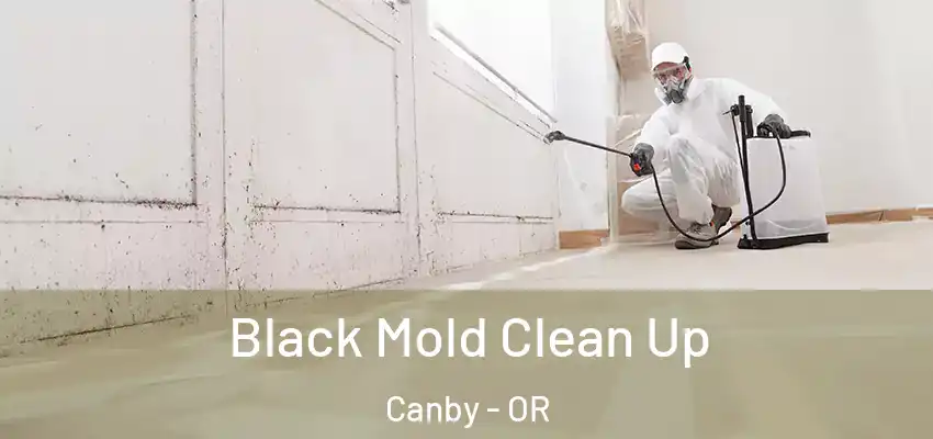  Black Mold Clean Up Canby - OR