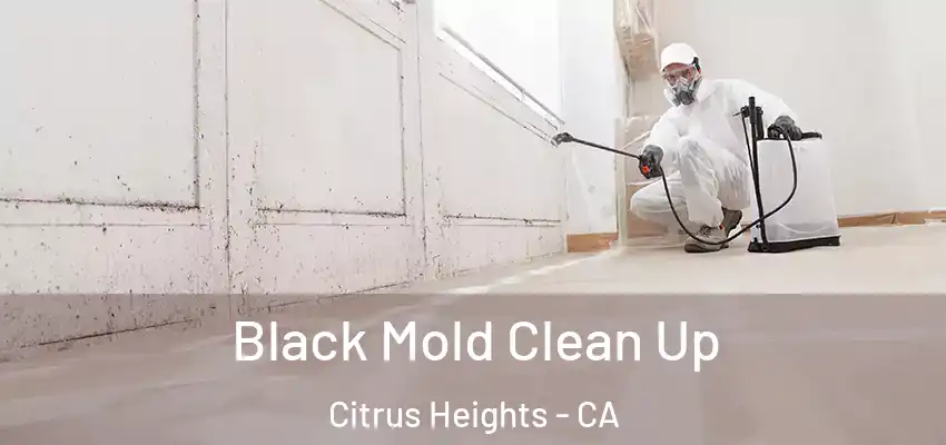  Black Mold Clean Up Citrus Heights - CA