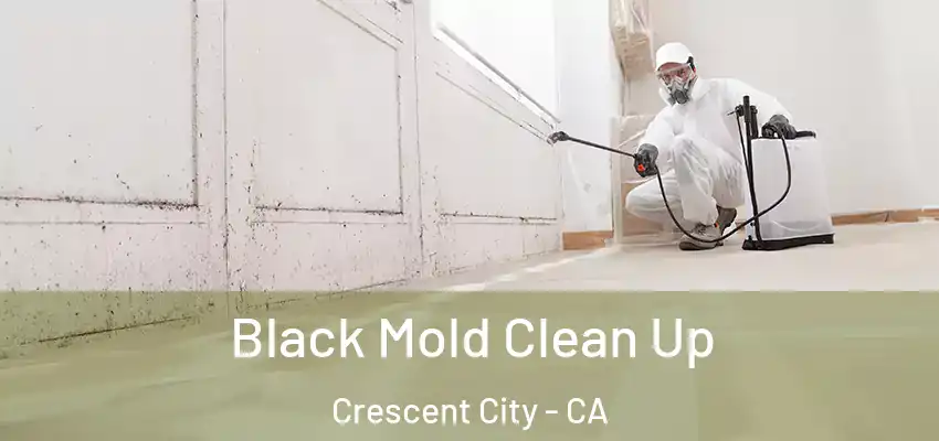  Black Mold Clean Up Crescent City - CA