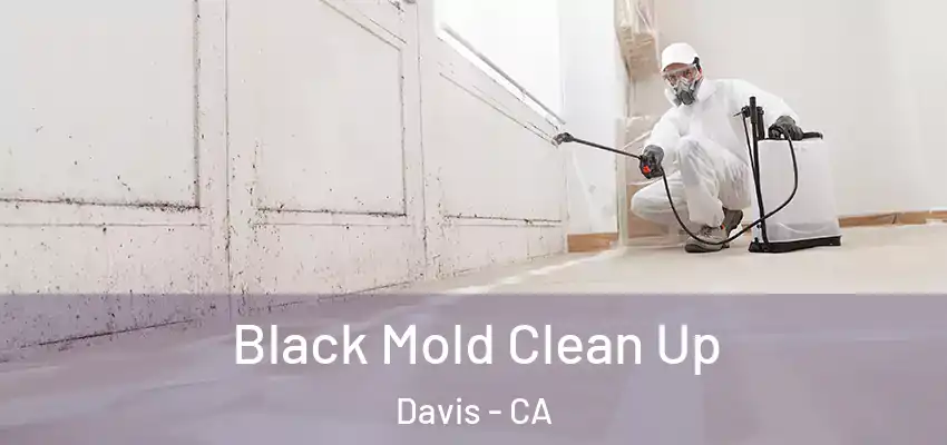  Black Mold Clean Up Davis - CA