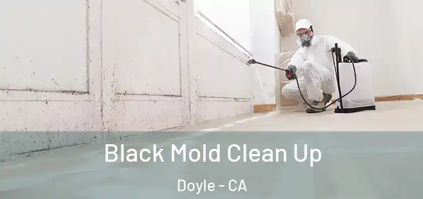  Black Mold Clean Up Doyle - CA