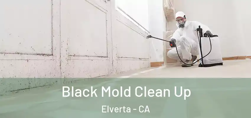  Black Mold Clean Up Elverta - CA