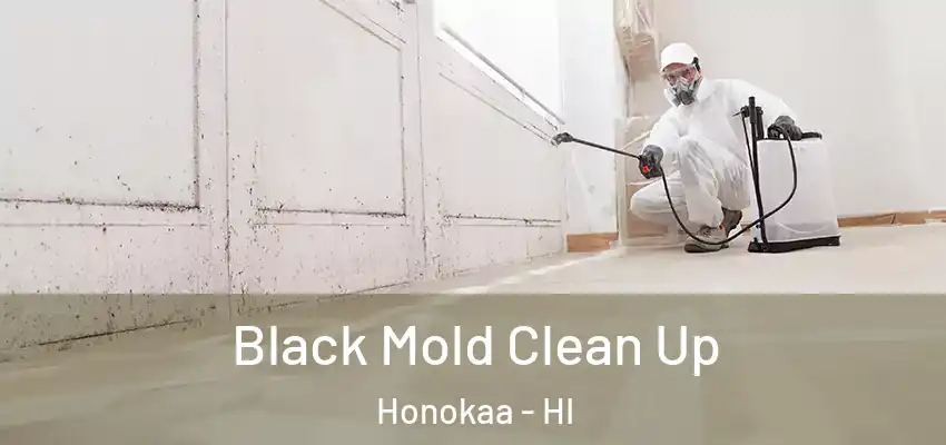 Black Mold Clean Up Honokaa - HI