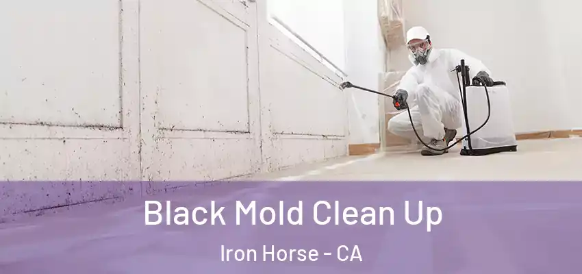  Black Mold Clean Up Iron Horse - CA