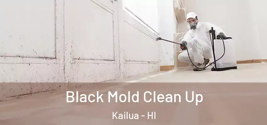  Black Mold Clean Up Kailua - HI