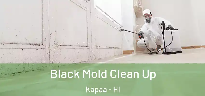  Black Mold Clean Up Kapaa - HI