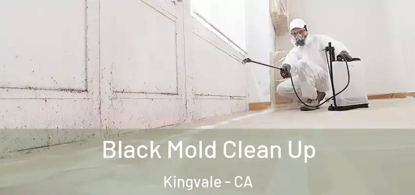  Black Mold Clean Up Kingvale - CA