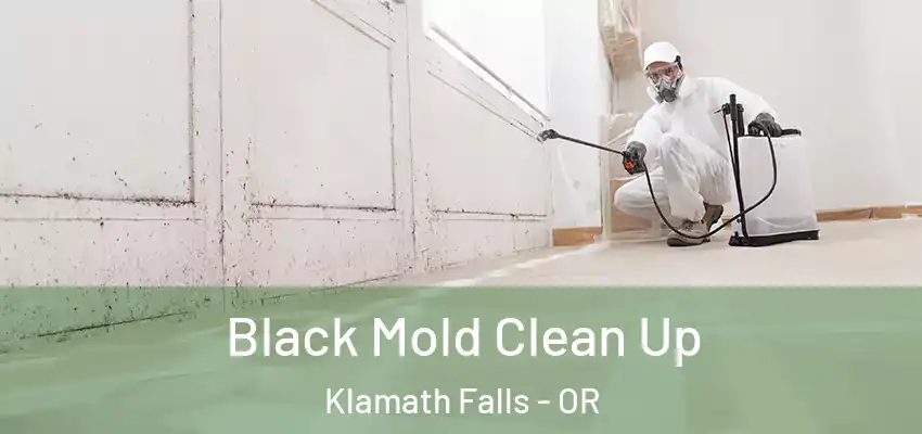  Black Mold Clean Up Klamath Falls - OR