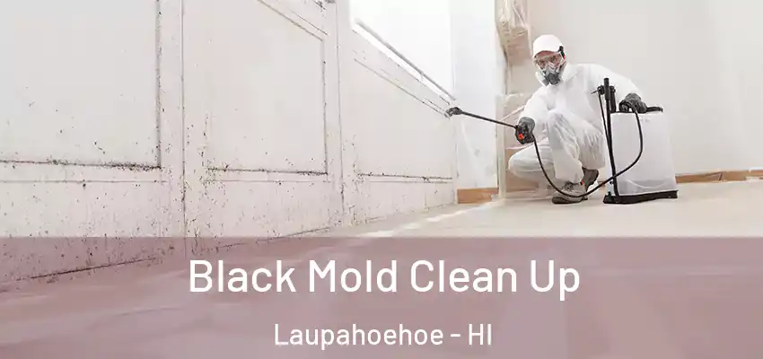  Black Mold Clean Up Laupahoehoe - HI