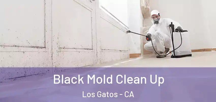  Black Mold Clean Up Los Gatos - CA