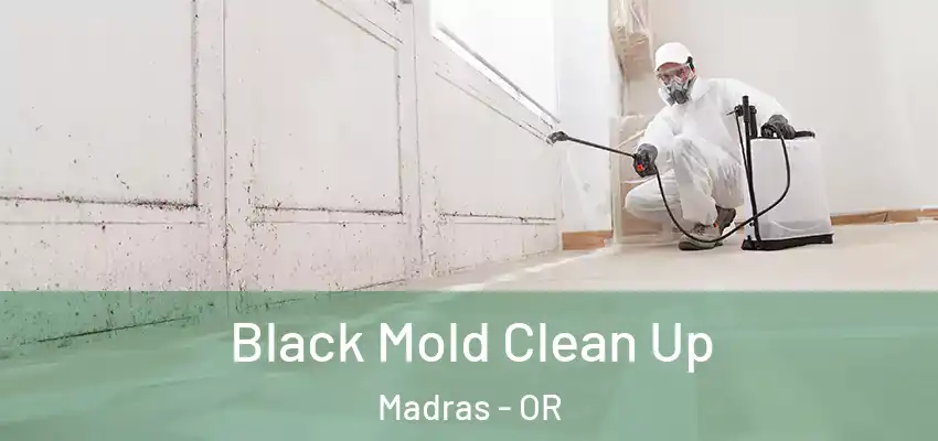 Black Mold Clean Up Madras - OR