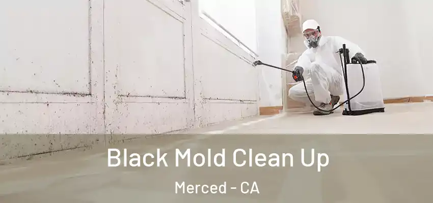  Black Mold Clean Up Merced - CA