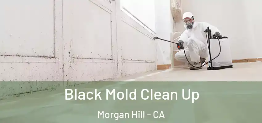 Black Mold Clean Up Morgan Hill - CA