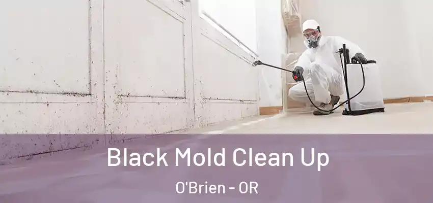  Black Mold Clean Up O'Brien - OR