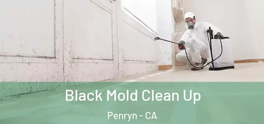  Black Mold Clean Up Penryn - CA