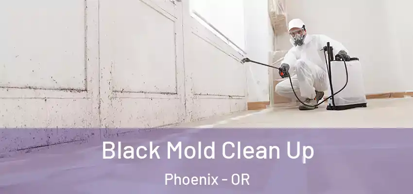  Black Mold Clean Up Phoenix - OR