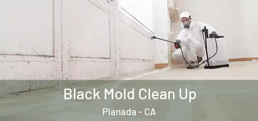  Black Mold Clean Up Planada - CA