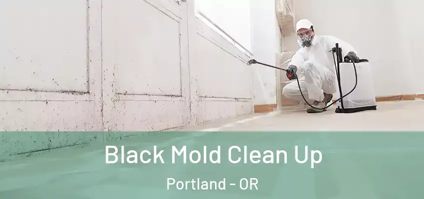  Black Mold Clean Up Portland - OR