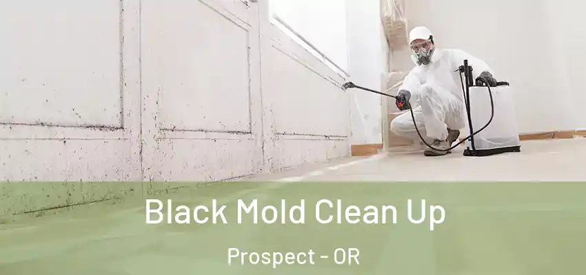  Black Mold Clean Up Prospect - OR