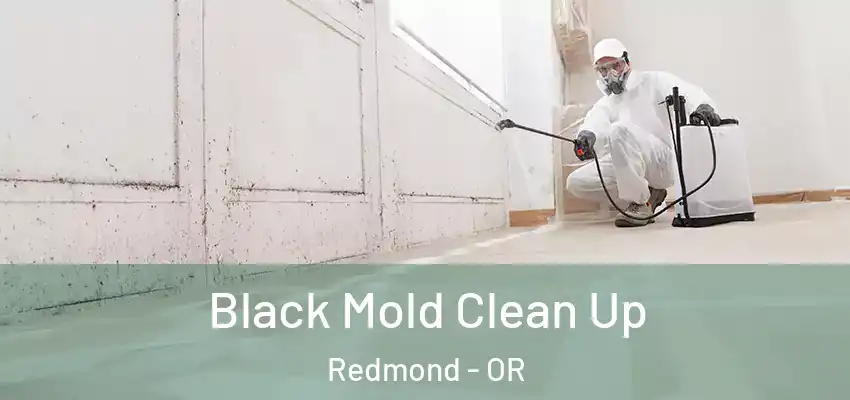  Black Mold Clean Up Redmond - OR