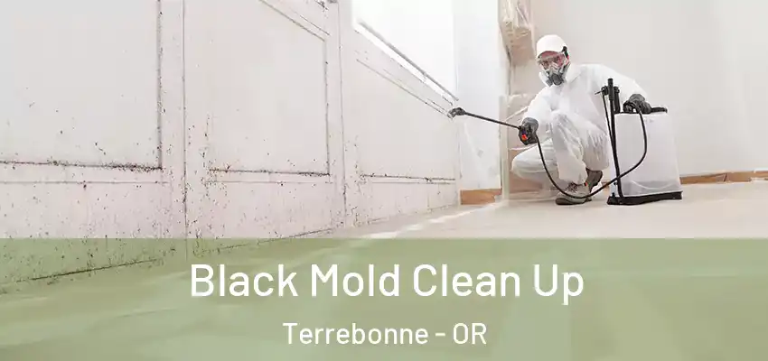  Black Mold Clean Up Terrebonne - OR