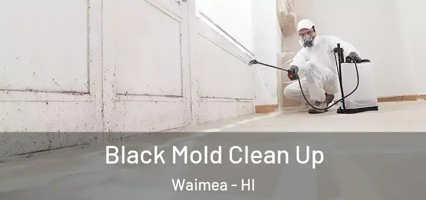  Black Mold Clean Up Waimea - HI