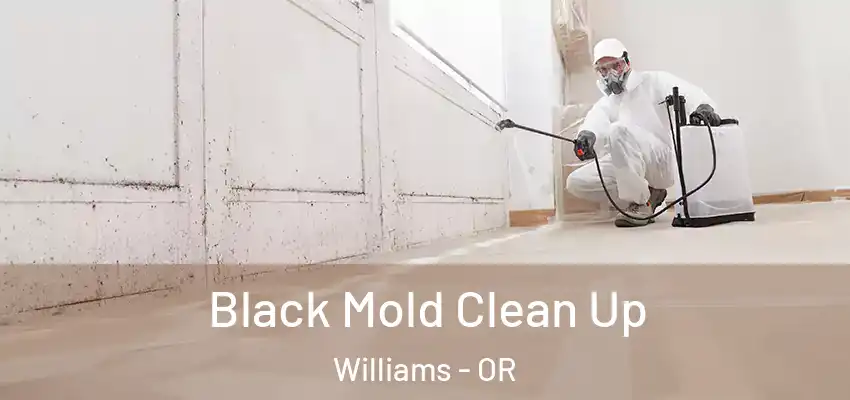  Black Mold Clean Up Williams - OR