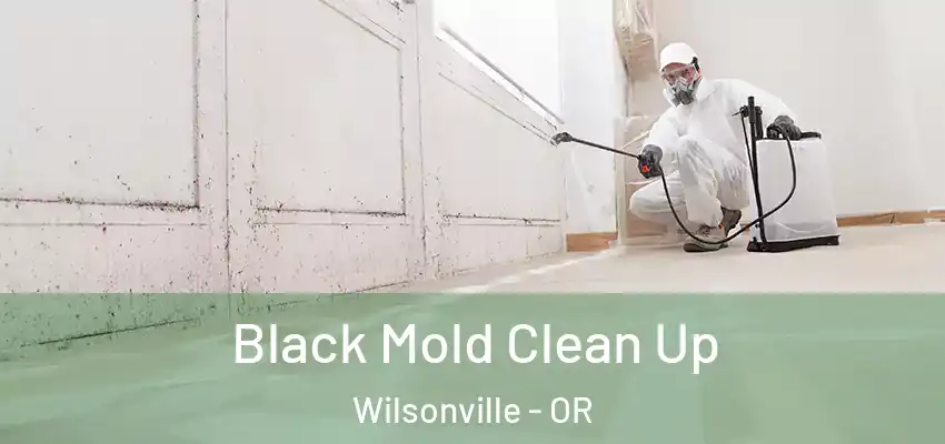  Black Mold Clean Up Wilsonville - OR
