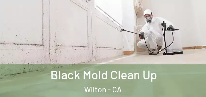  Black Mold Clean Up Wilton - CA