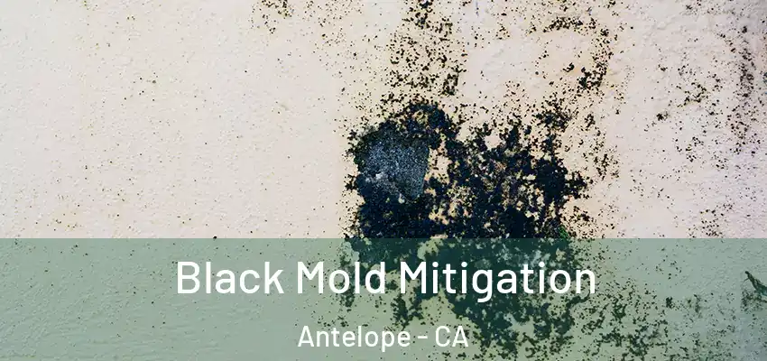  Black Mold Mitigation Antelope - CA