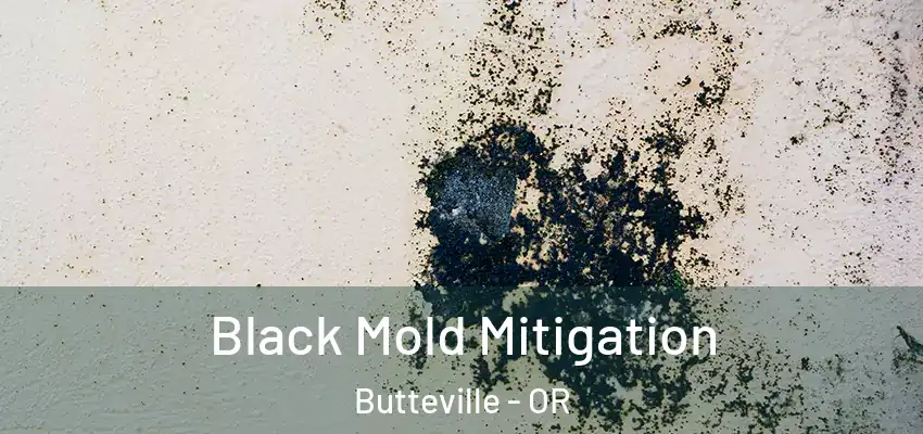  Black Mold Mitigation Butteville - OR