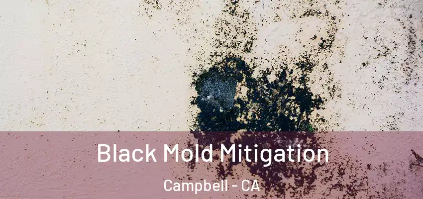  Black Mold Mitigation Campbell - CA