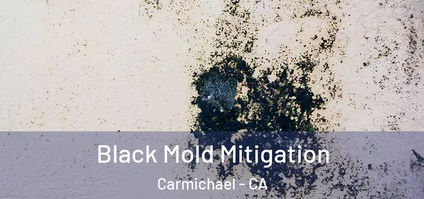  Black Mold Mitigation Carmichael - CA