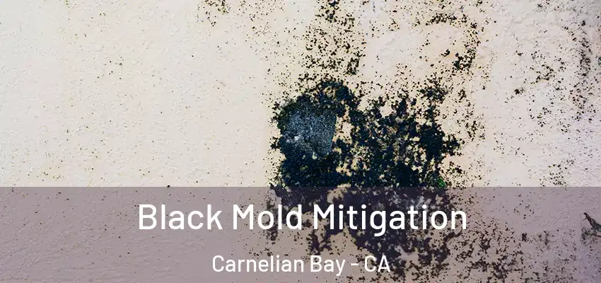  Black Mold Mitigation Carnelian Bay - CA