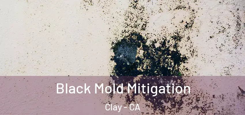  Black Mold Mitigation Clay - CA