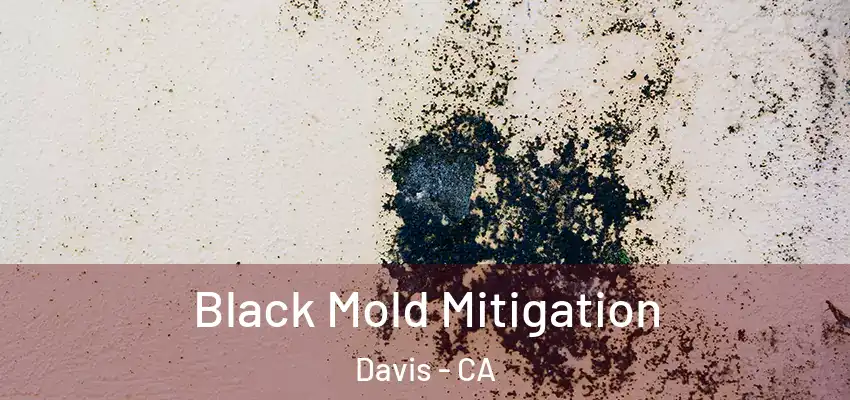  Black Mold Mitigation Davis - CA