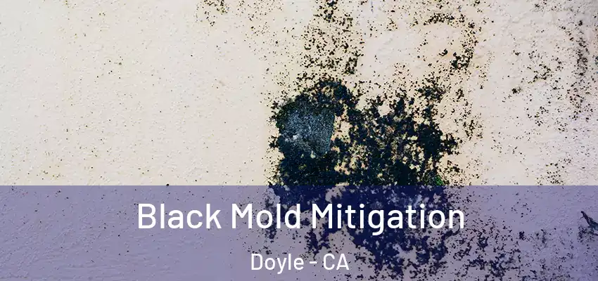  Black Mold Mitigation Doyle - CA