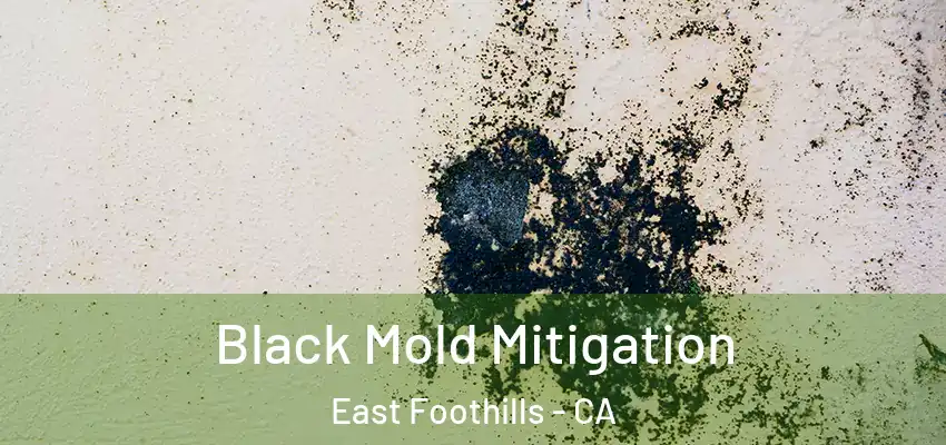 Black Mold Mitigation East Foothills - CA