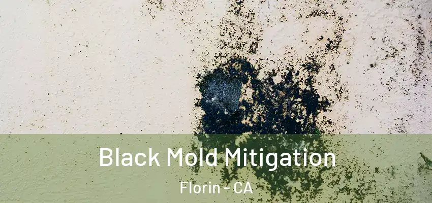 Black Mold Mitigation Florin - CA