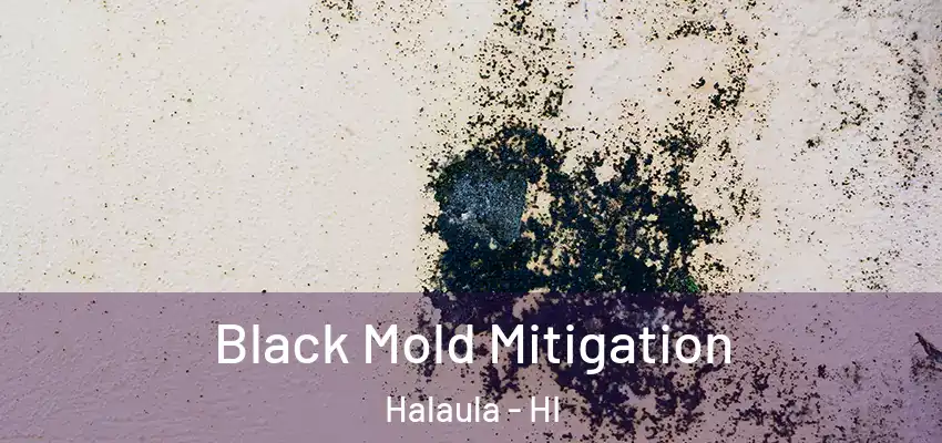 Black Mold Mitigation Halaula - HI