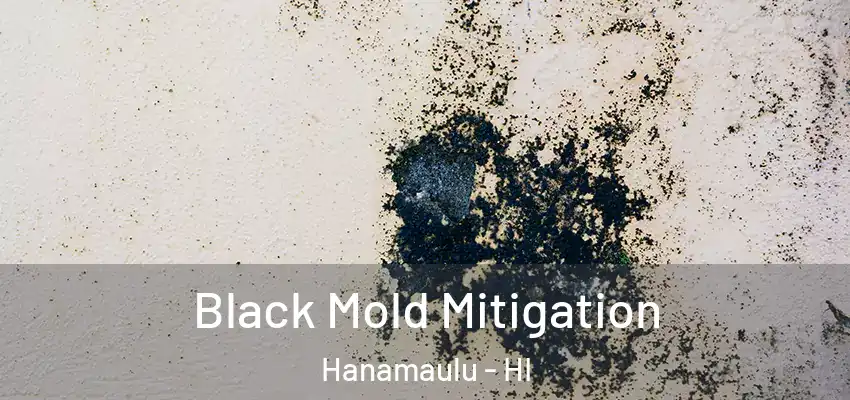  Black Mold Mitigation Hanamaulu - HI