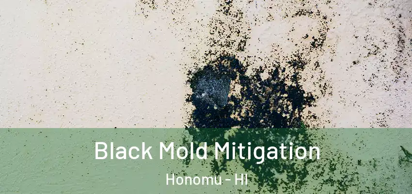  Black Mold Mitigation Honomu - HI