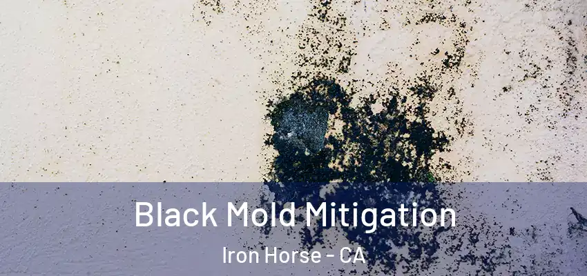  Black Mold Mitigation Iron Horse - CA