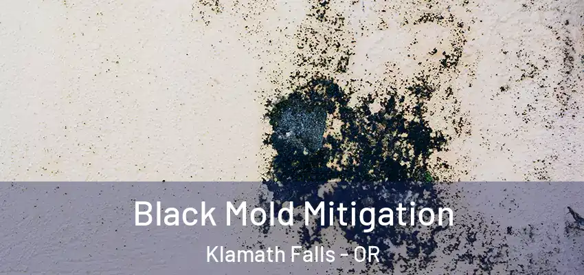 Black Mold Mitigation Klamath Falls - OR