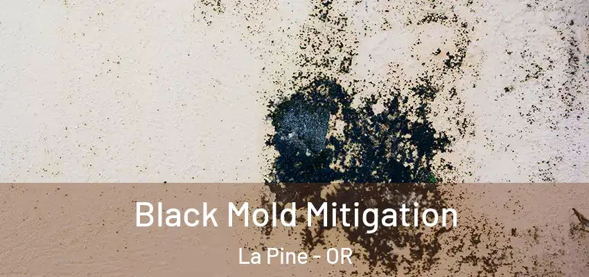  Black Mold Mitigation La Pine - OR