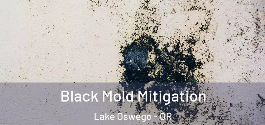  Black Mold Mitigation Lake Oswego - OR