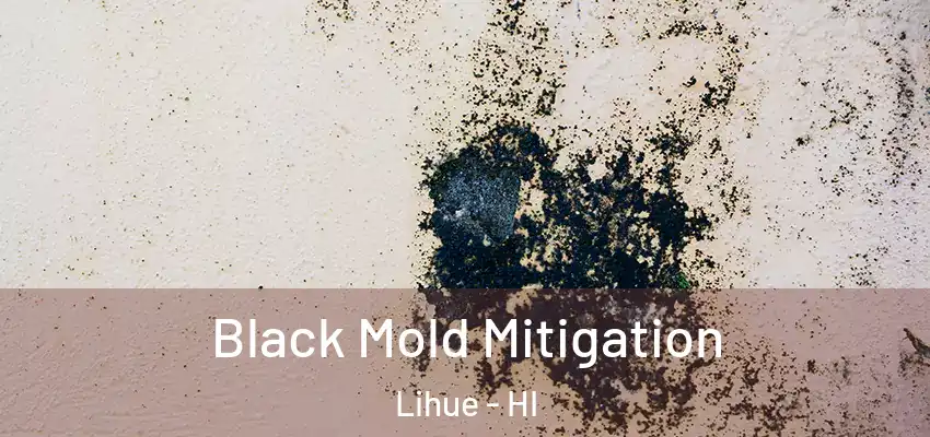  Black Mold Mitigation Lihue - HI