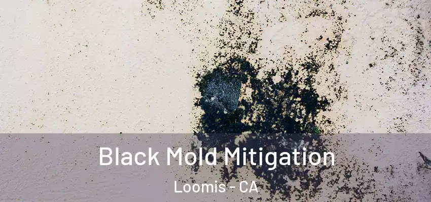  Black Mold Mitigation Loomis - CA