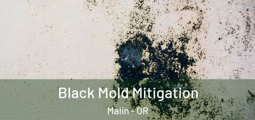  Black Mold Mitigation Malin - OR